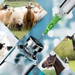 Veterinary Pharma Company